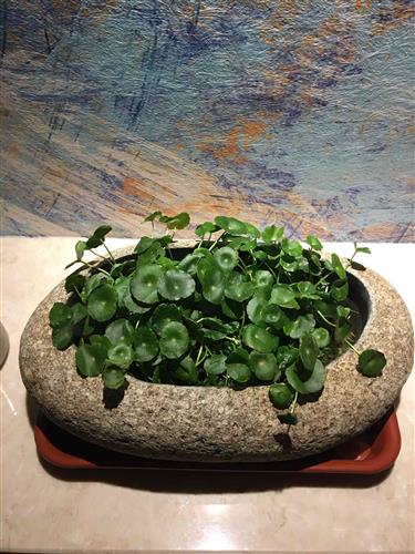 長春高新生長激素集采傳聞引發(fā)跌停，公司回應(yīng)“市場預(yù)期但未獲信息”